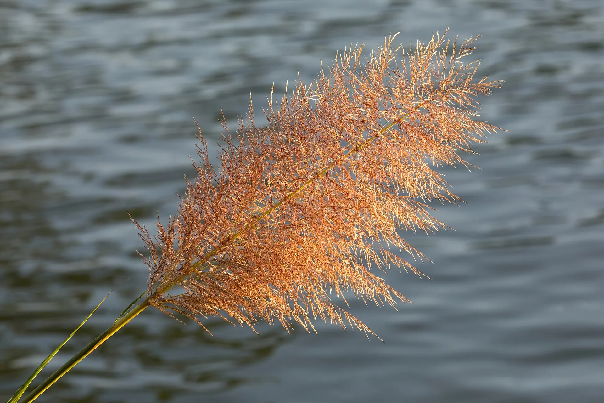 Giant cane (Arundo donax) growing by a river at golden hour