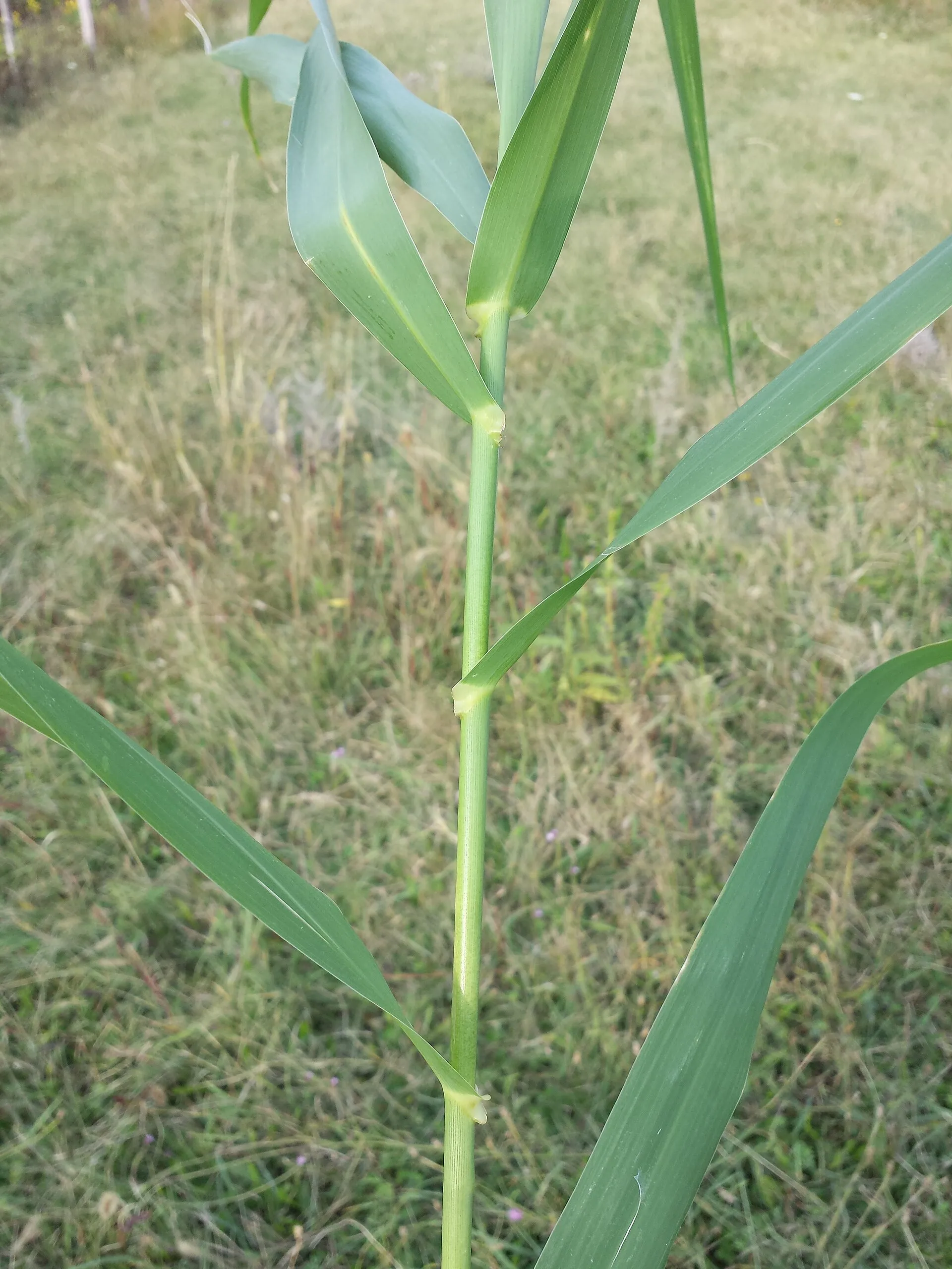 A stem of Arundo donax, the giant cane used for oboe reeds